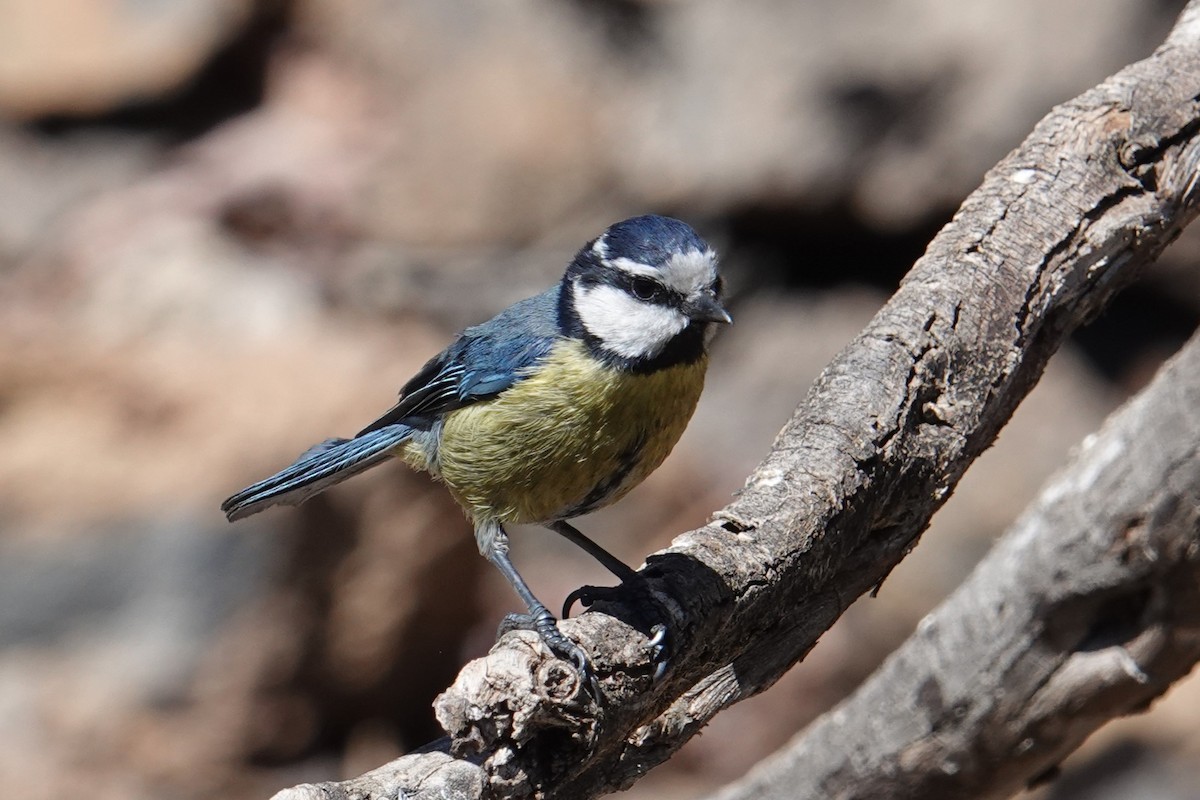 African Blue Tit - ML614894077