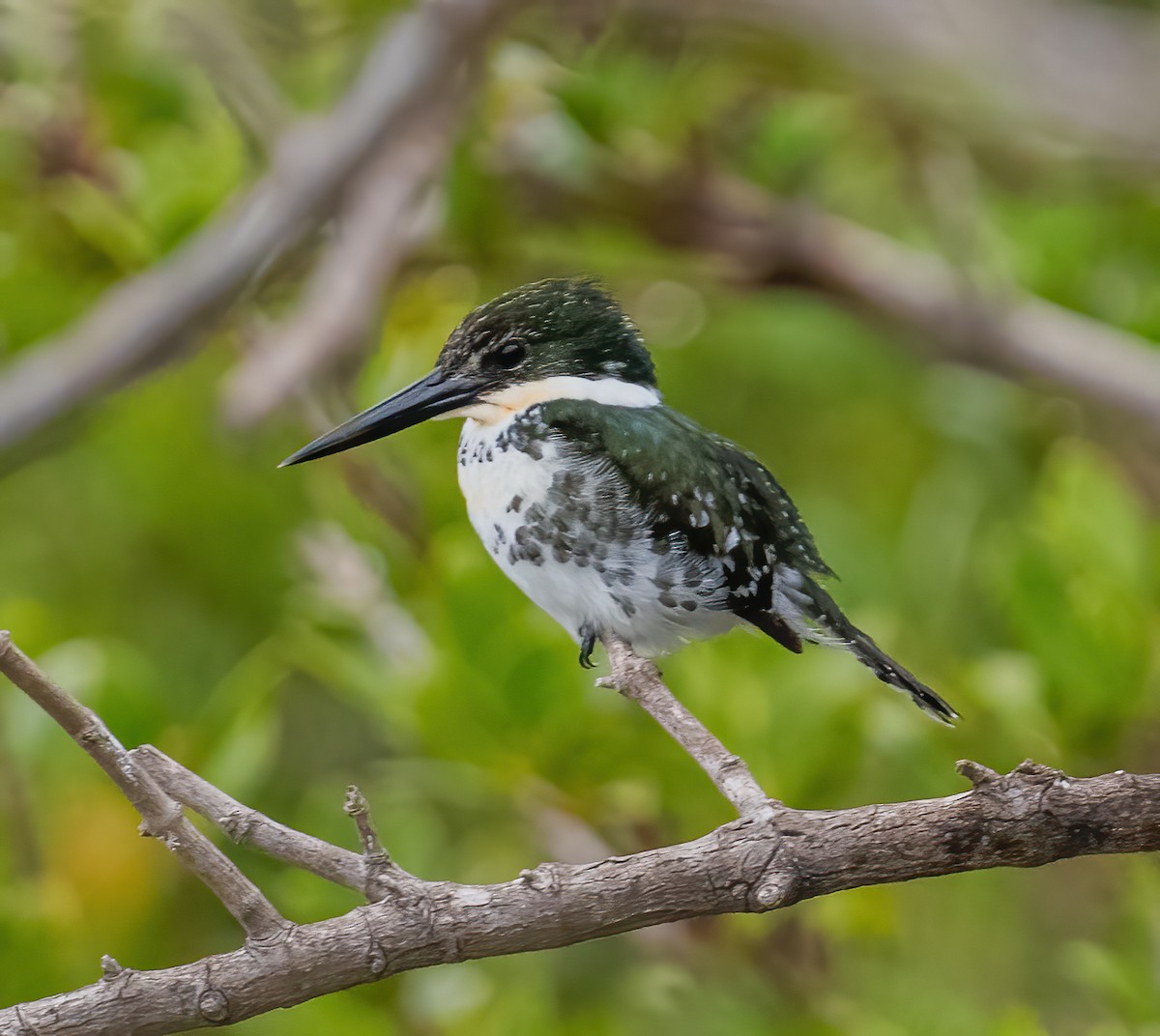 Green Kingfisher - ML614894145