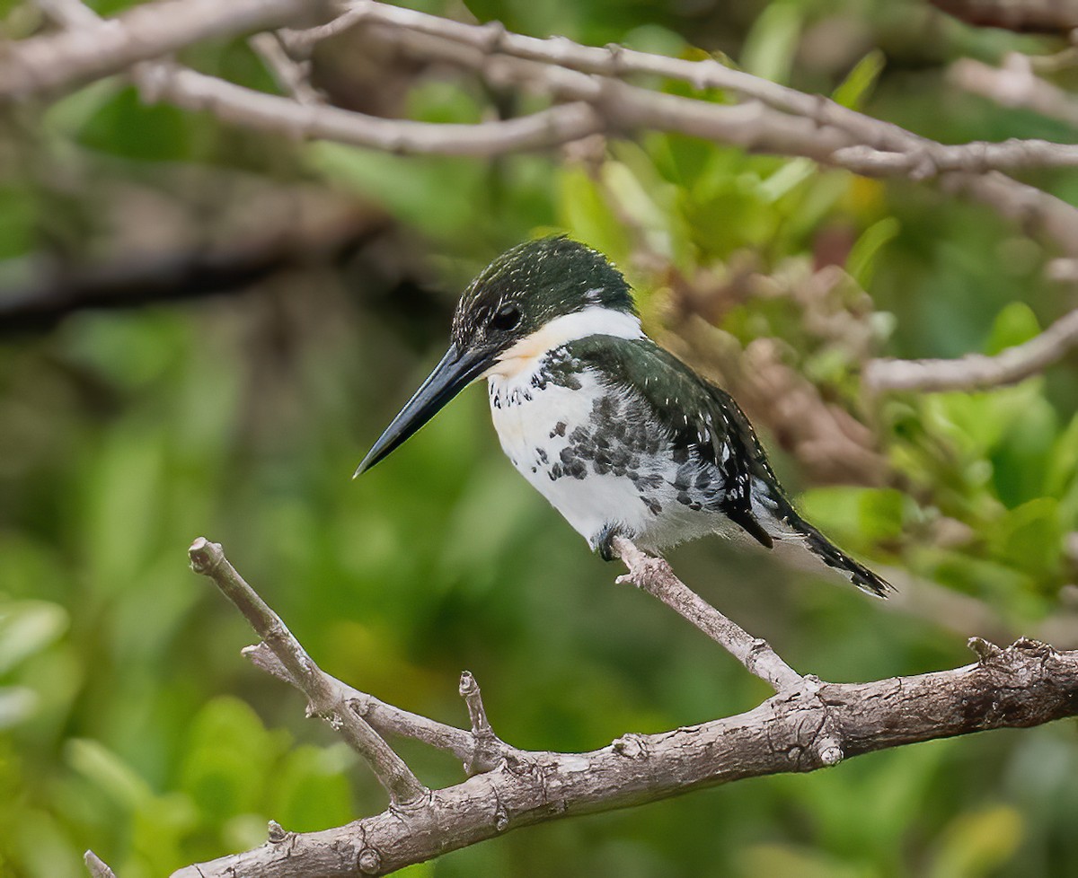 Green Kingfisher - ML614894146