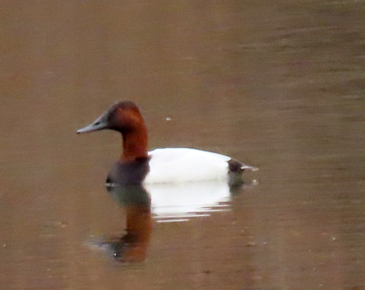 Canvasback - ML614894307