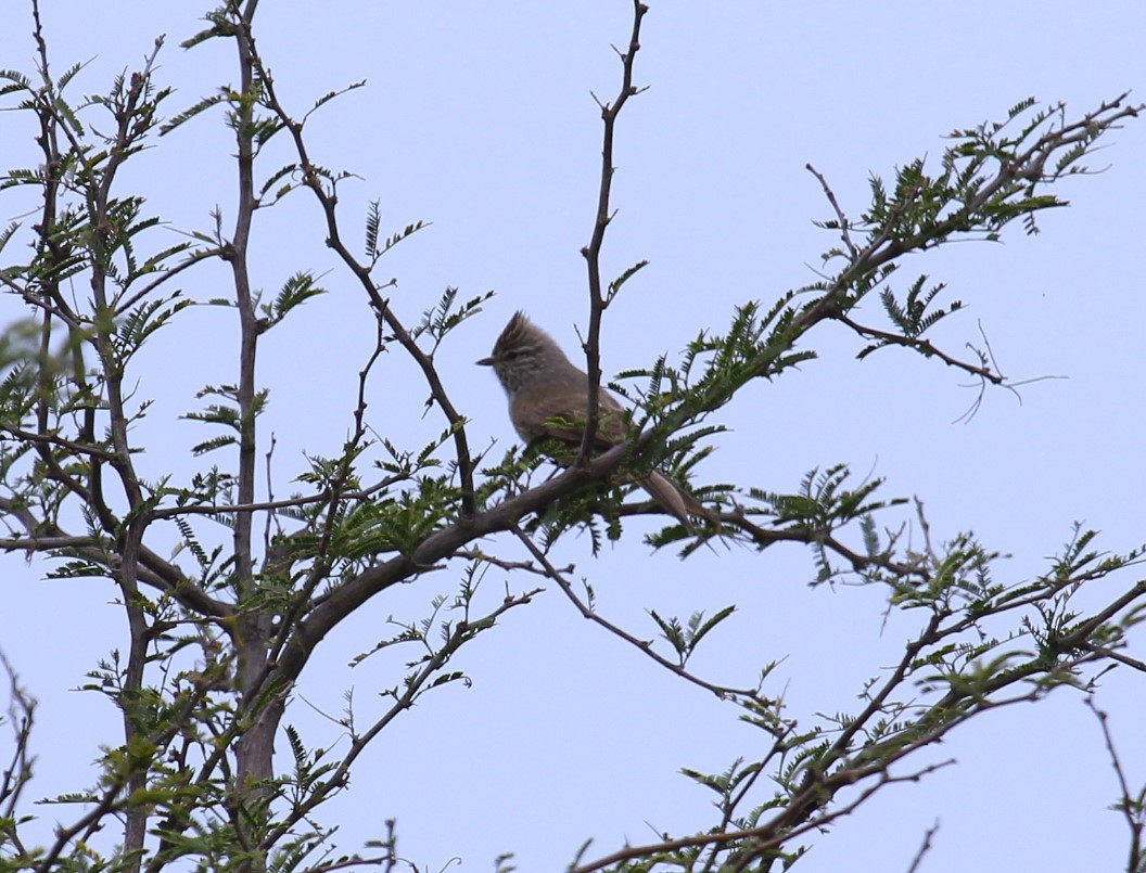 Tufted Tit-Spinetail - ML614894311