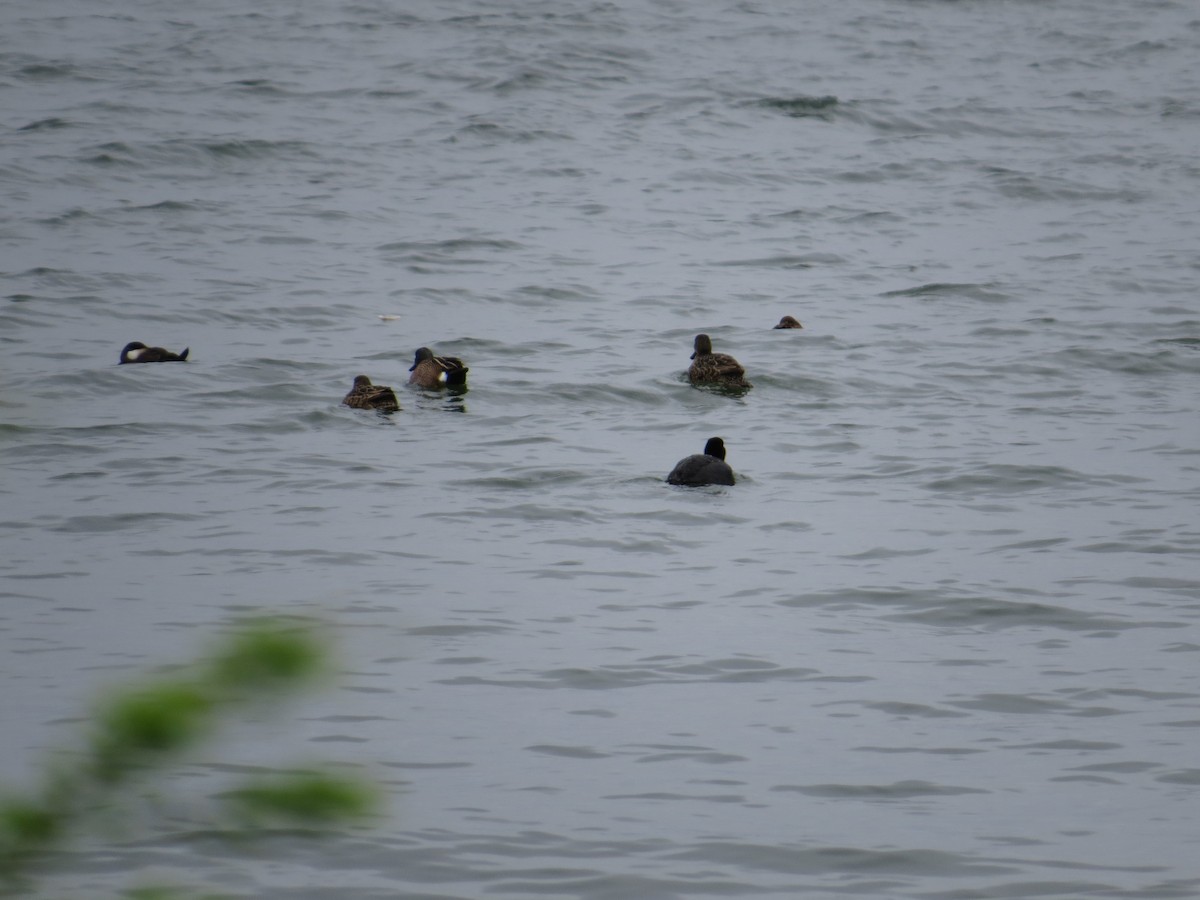 Blue-winged Teal - ML614894404