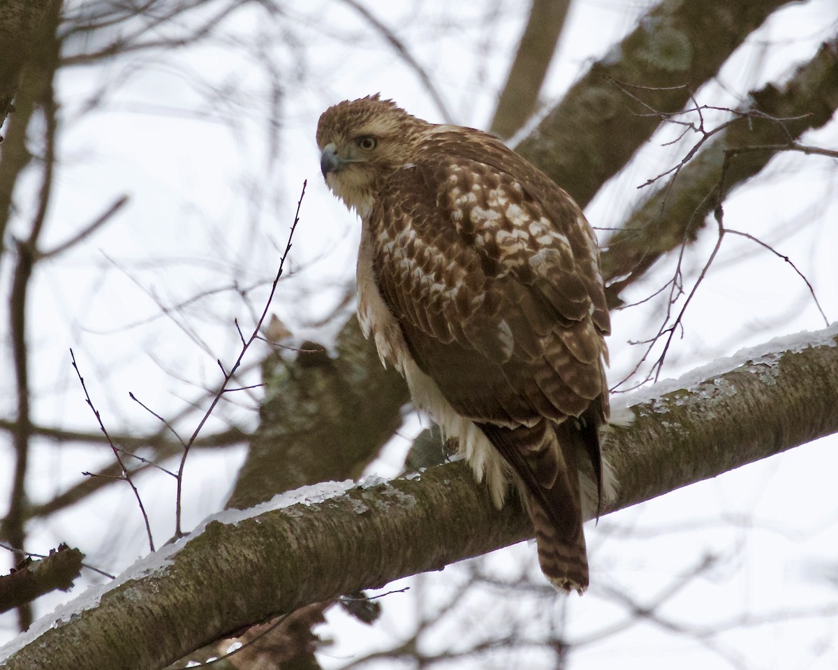 Red-tailed Hawk - ML614894408