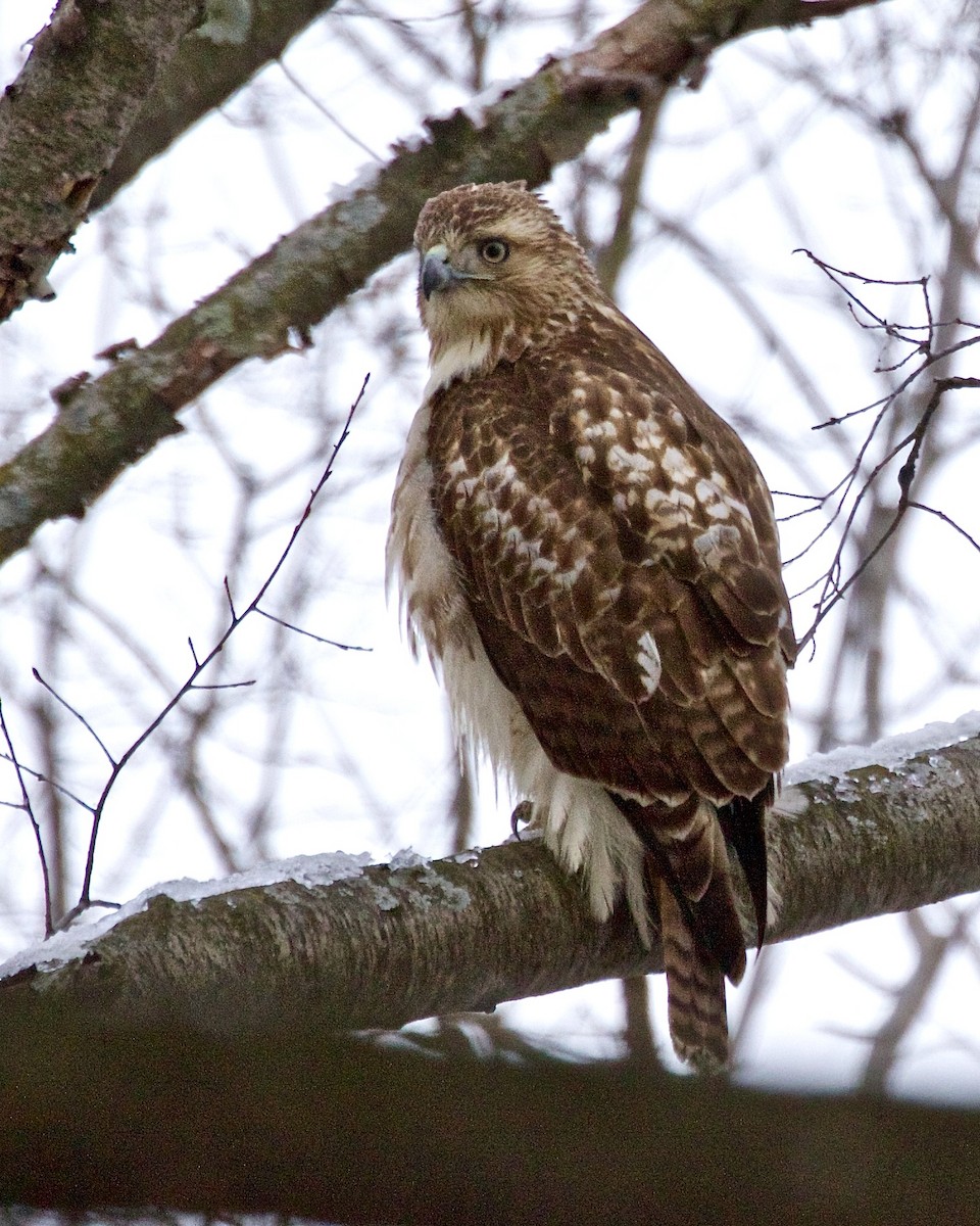 Red-tailed Hawk - ML614894409