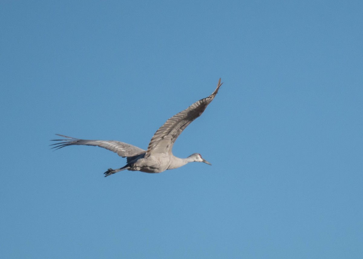 Sandhill Crane - ML614894415