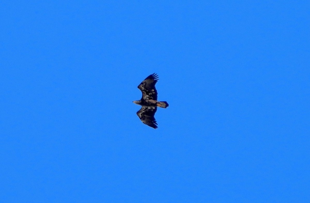 Bald Eagle - ML614894480