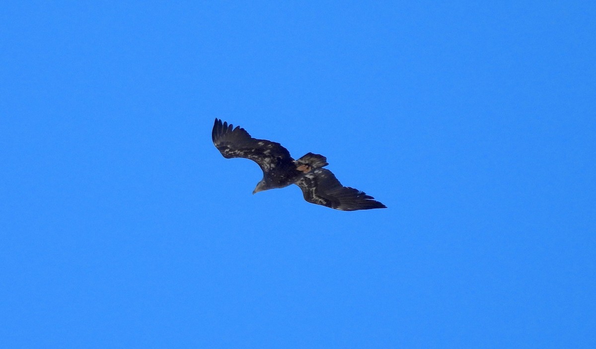 Bald Eagle - ML614894483
