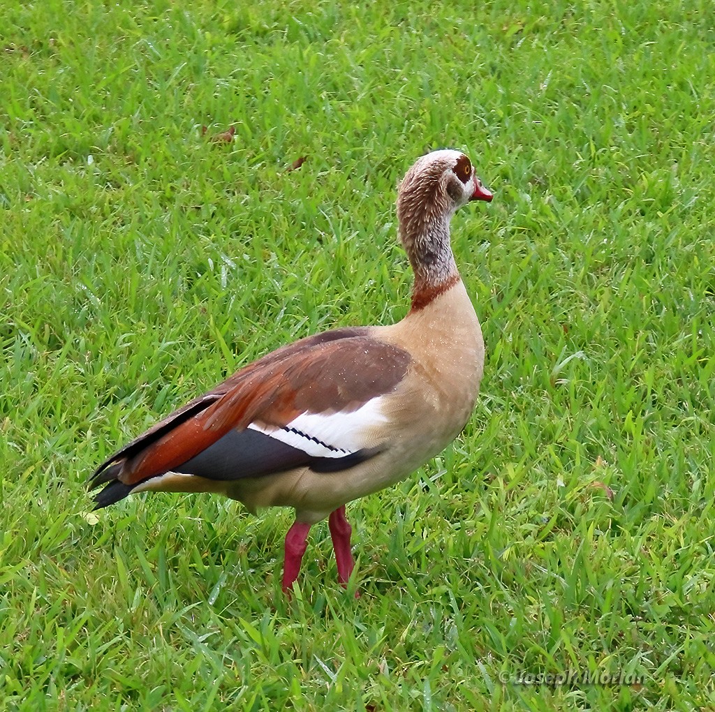 Egyptian Goose - ML614894531