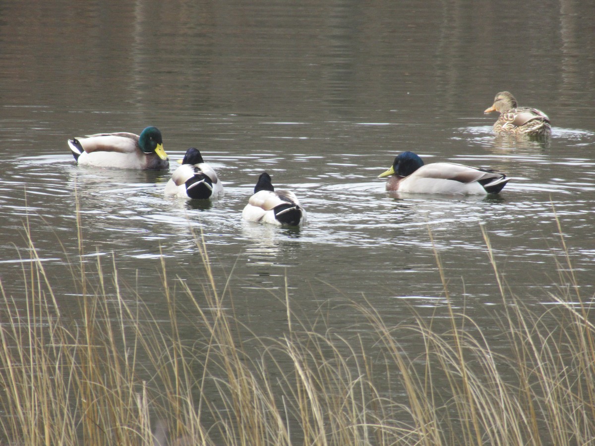 Canard colvert - ML614894568