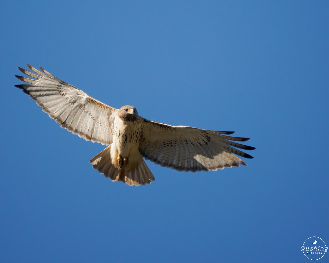 Red-tailed Hawk - Steve Rushing