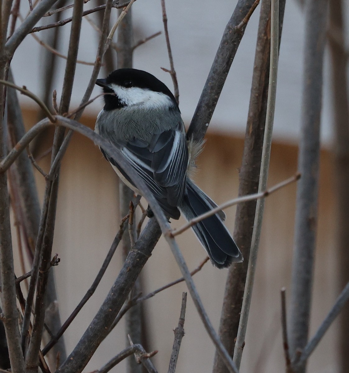 Black-capped Chickadee - E J