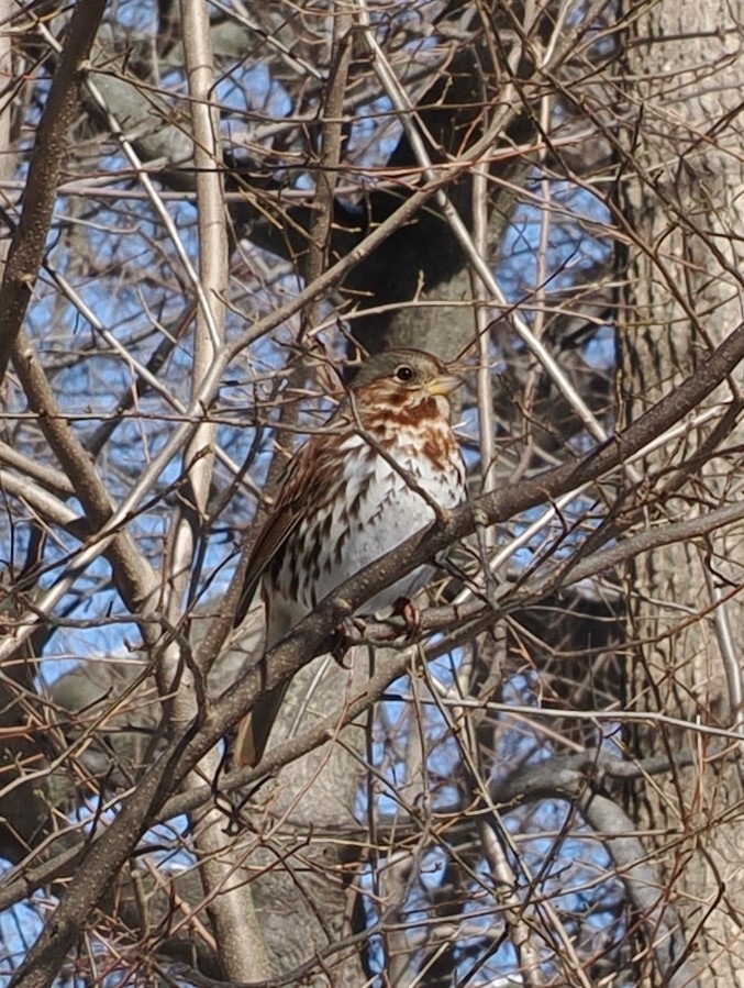 Fox Sparrow (Red) - ML614894768