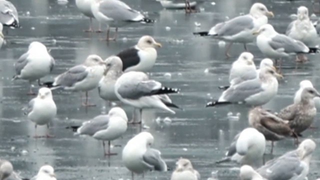 Slaty-backed Gull - ML614894774