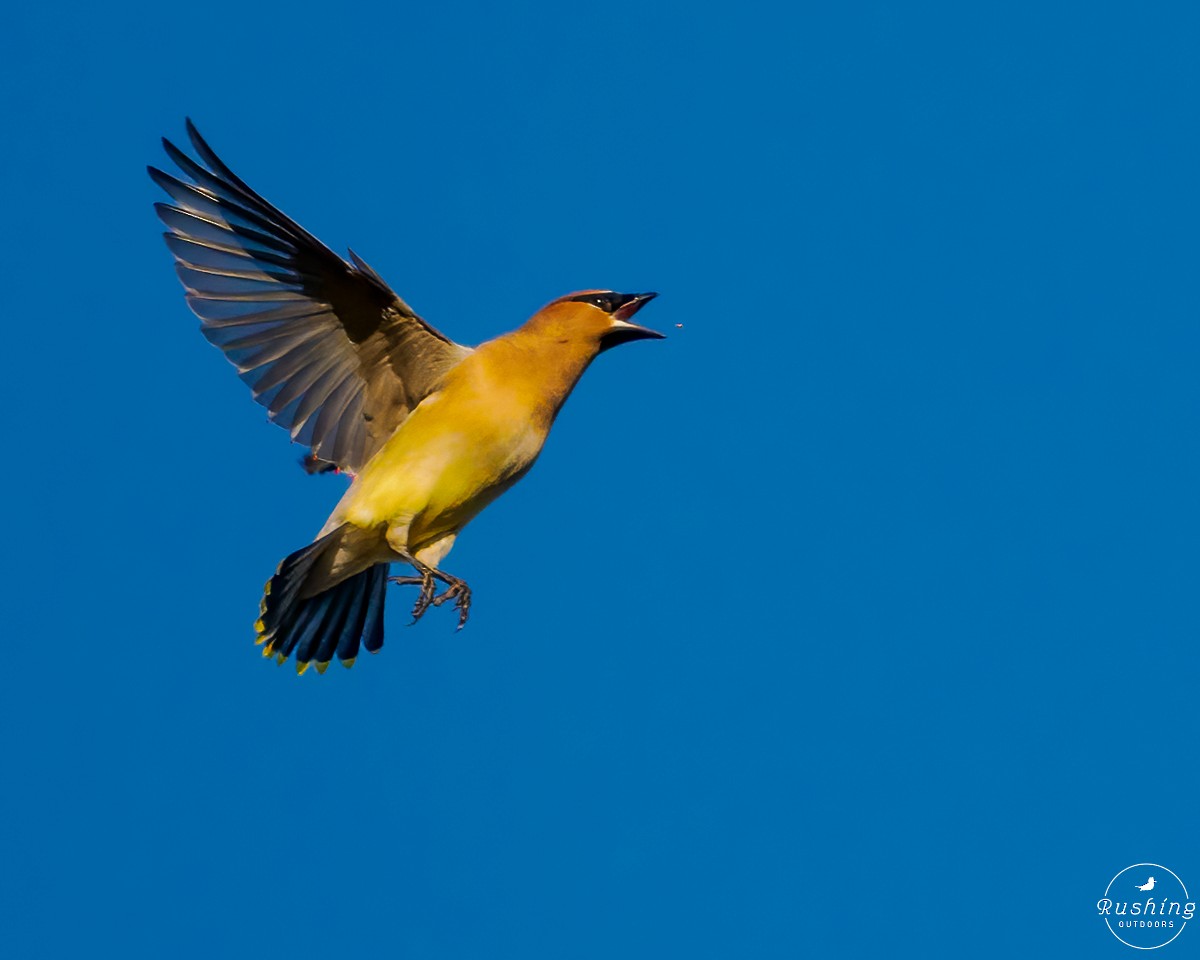 Cedar Waxwing - ML614894784