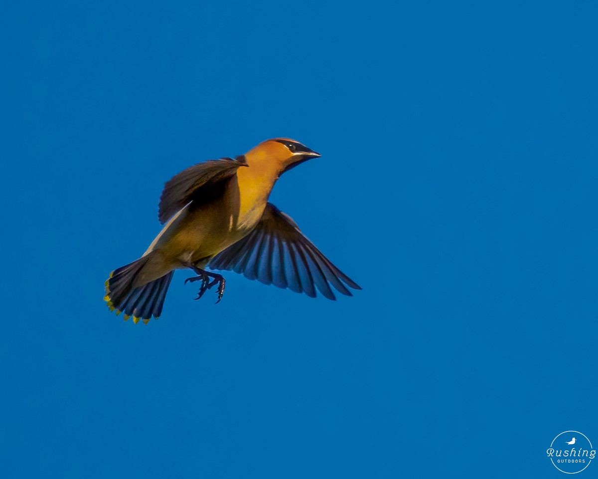 Cedar Waxwing - Steve Rushing