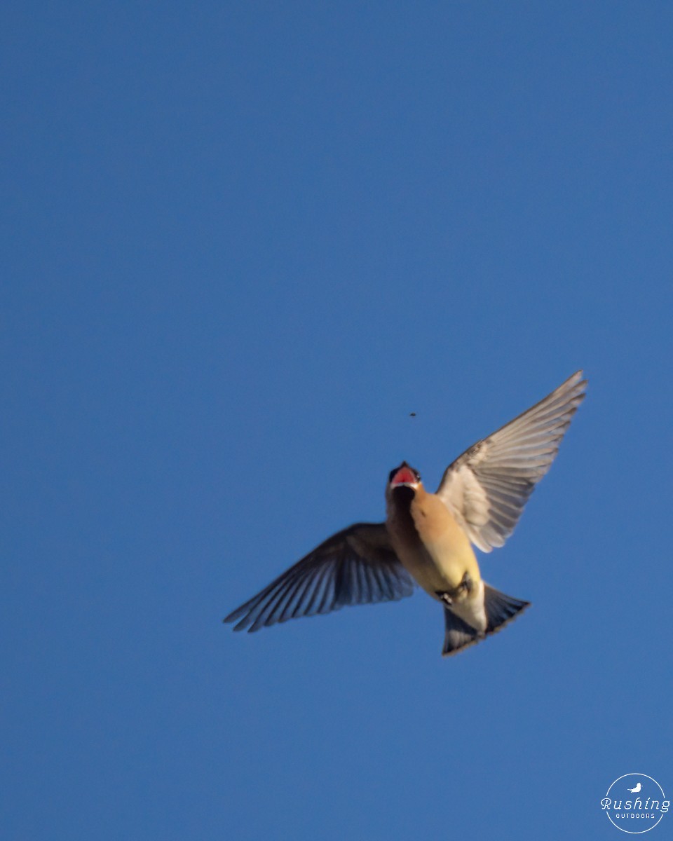 Cedar Waxwing - ML614894787