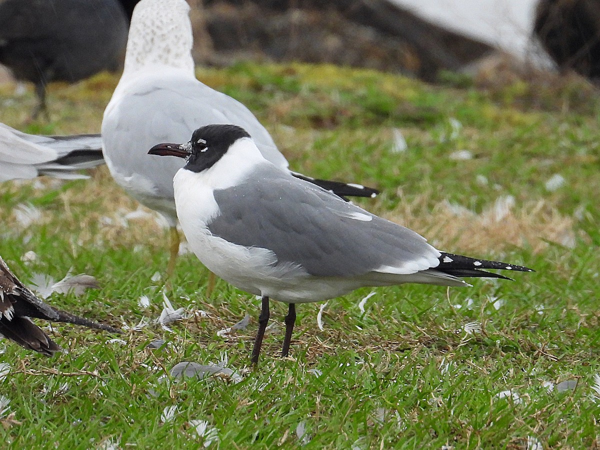 Laughing Gull - ML614894801