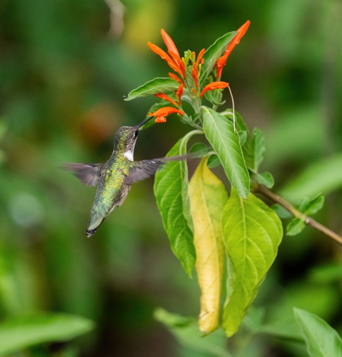 Colibri à gorge rubis - ML614894805