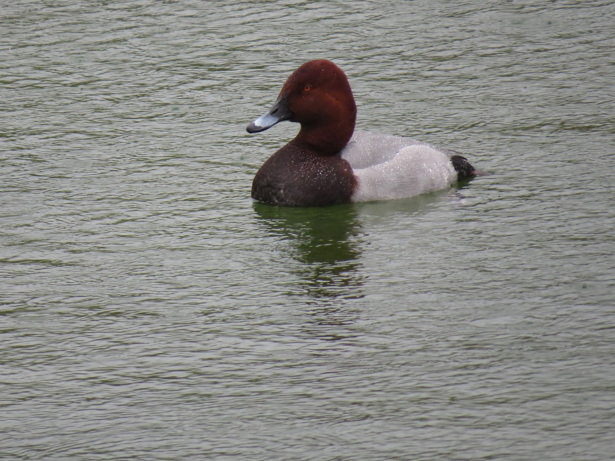 Common Pochard - ML614894819