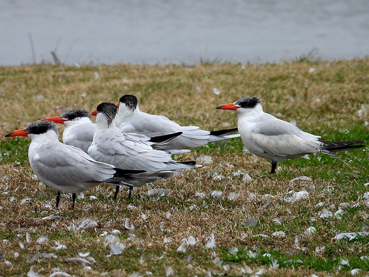 Caspian Tern - ML614894822