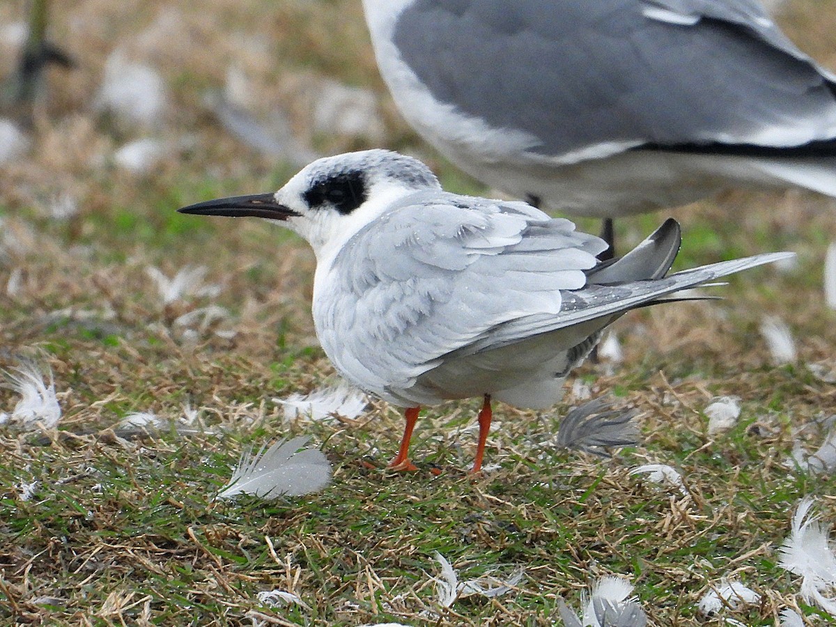 Forster's Tern - ML614894828