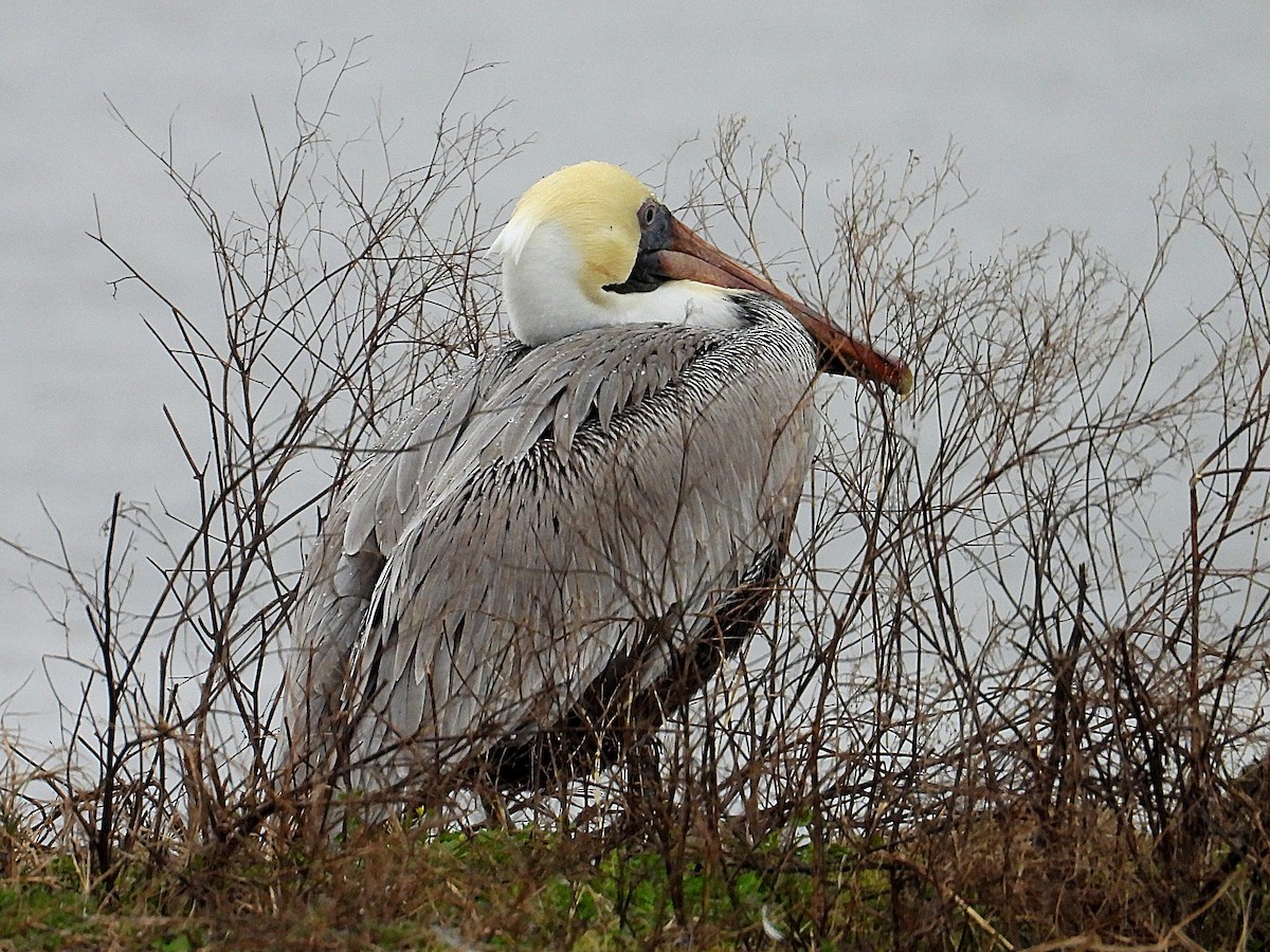 Brown Pelican - ML614894836