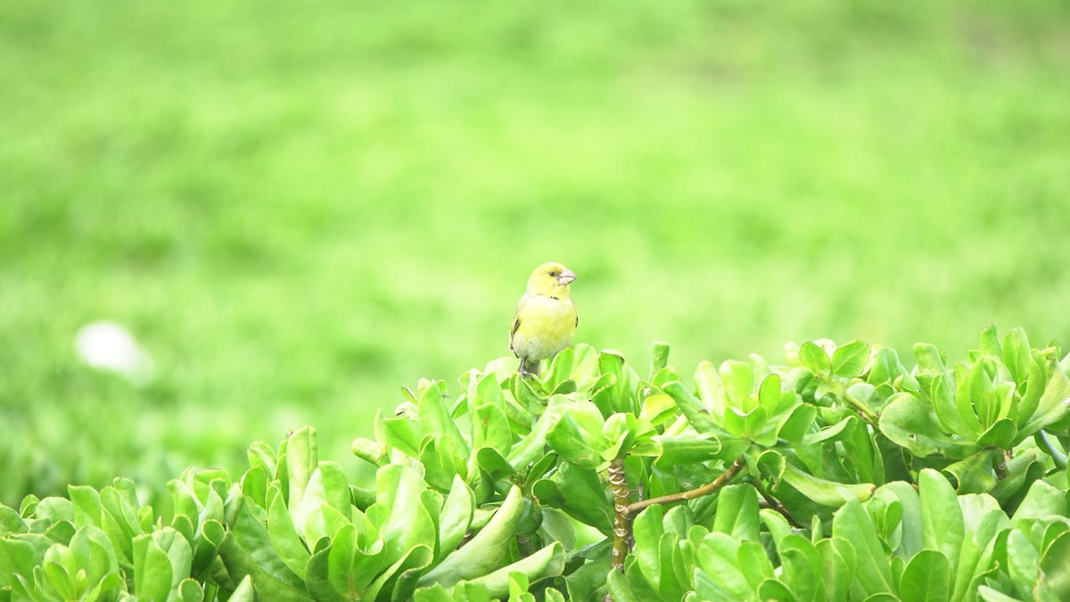 Laysan Finch - Anna Vallery