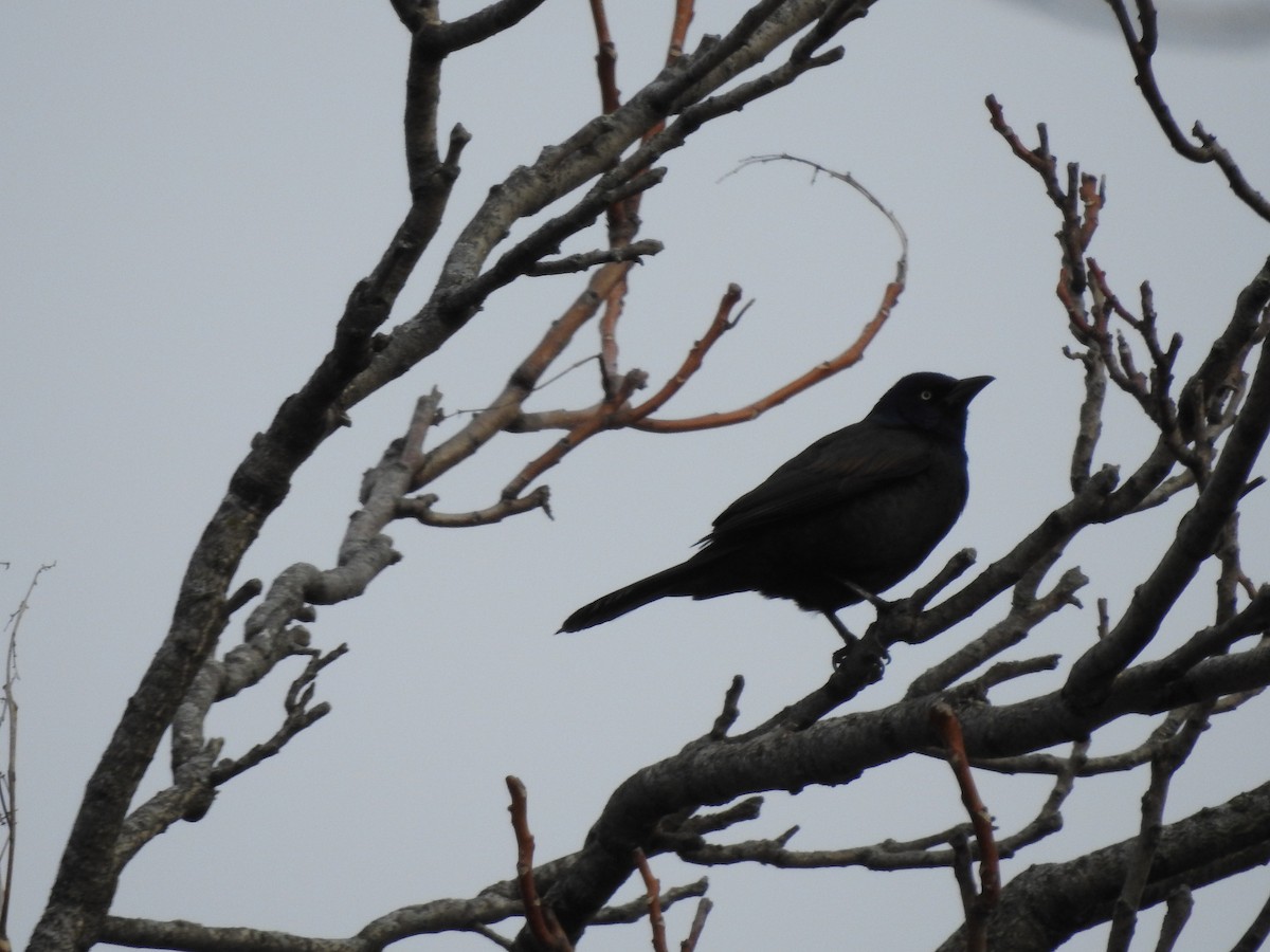 Common Grackle - Isaiah Craft