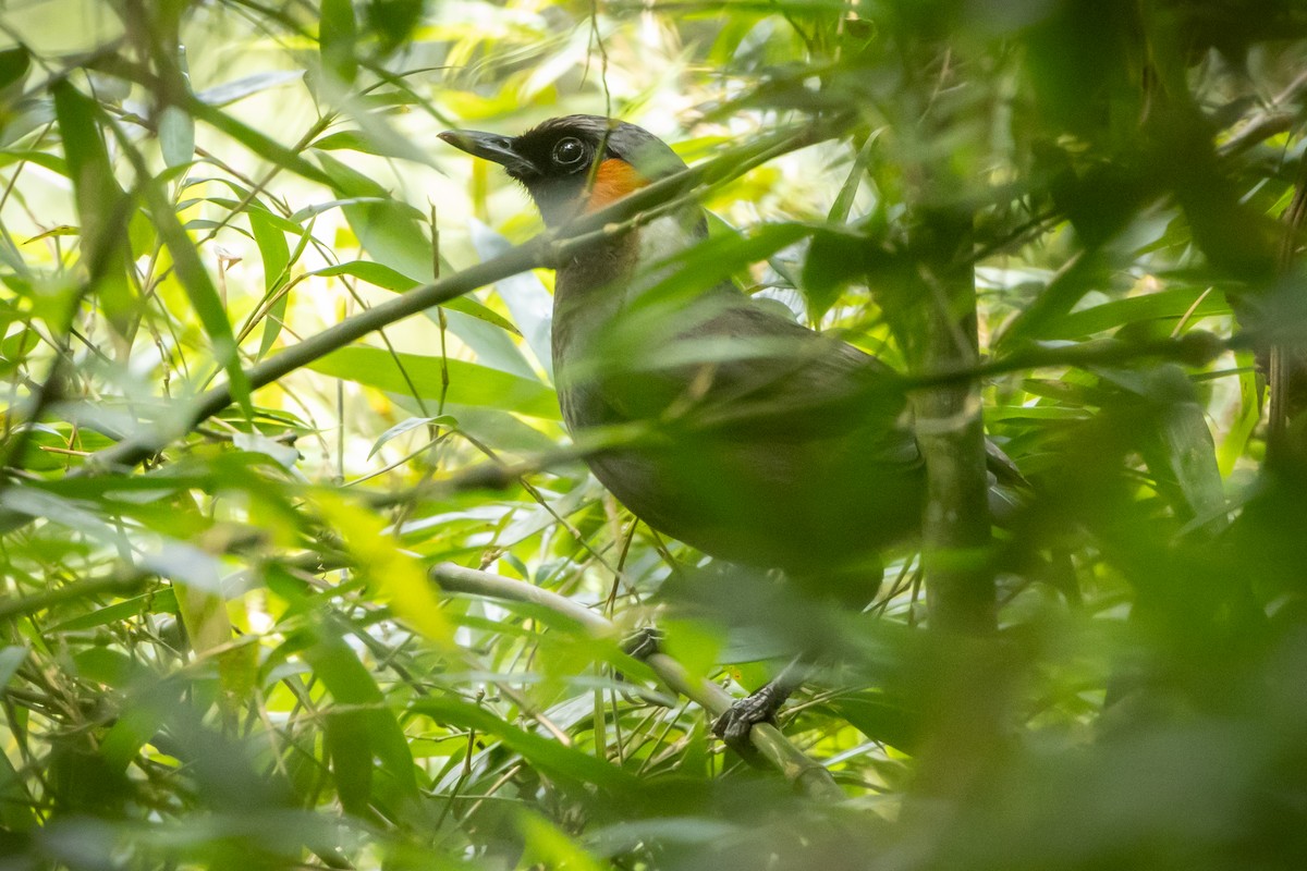 Rufous-cheeked Laughingthrush - ML614894885