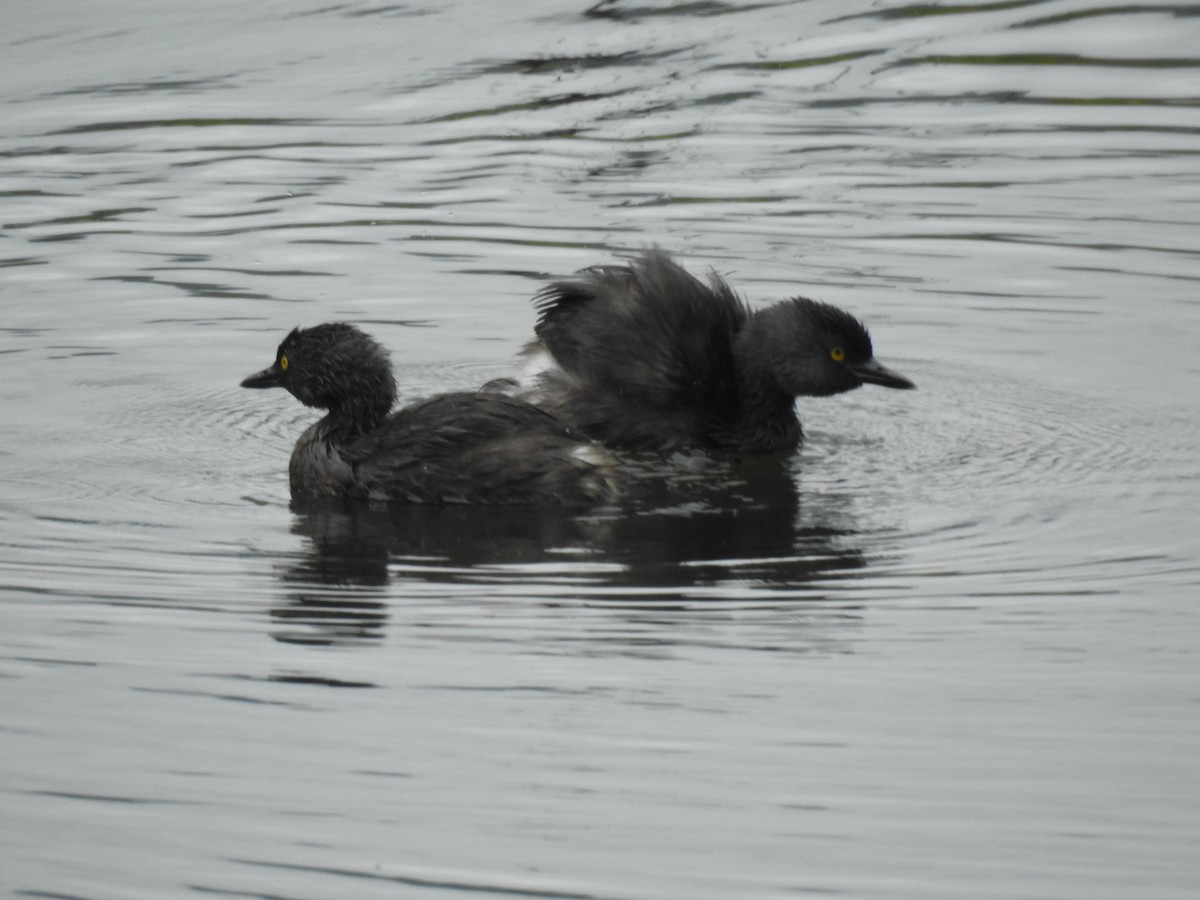 Least Grebe - ML614894906