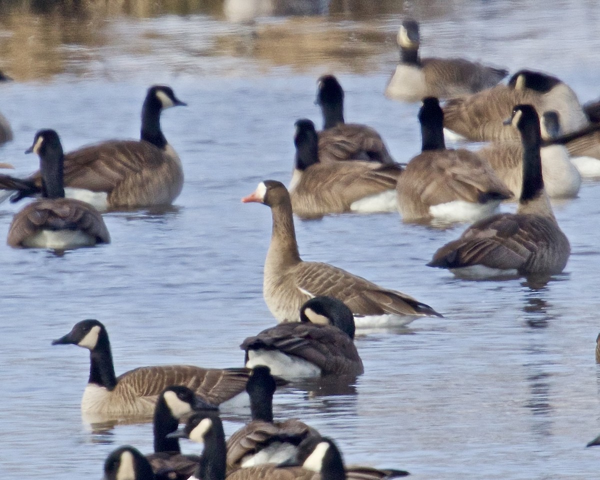 Greater White-fronted Goose - Jack & Holly Bartholmai