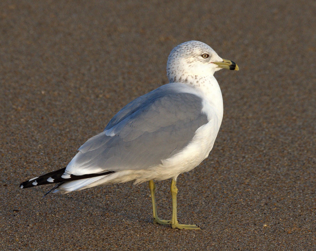 Ring-billed Gull - ML614894995