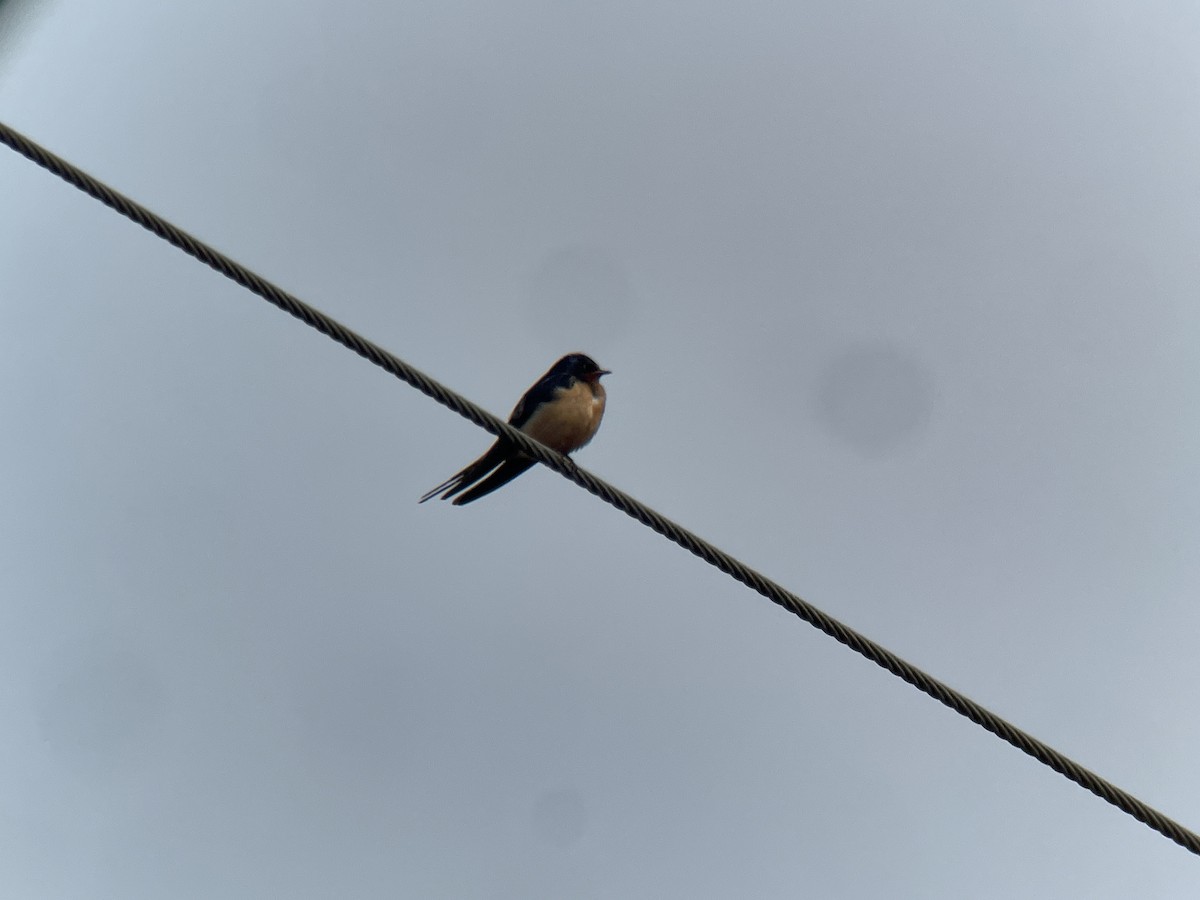 Barn Swallow - ML614895010