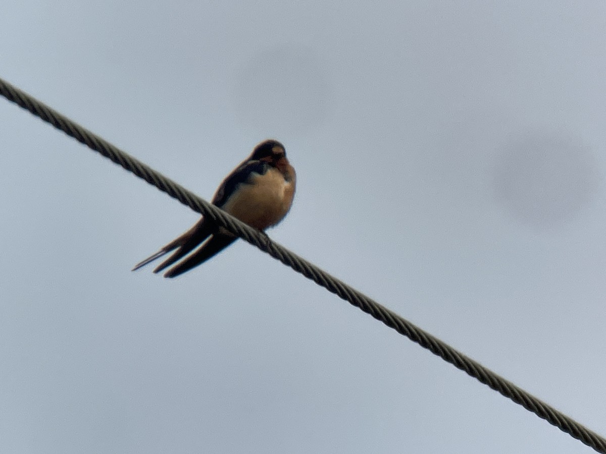 Barn Swallow - ML614895011