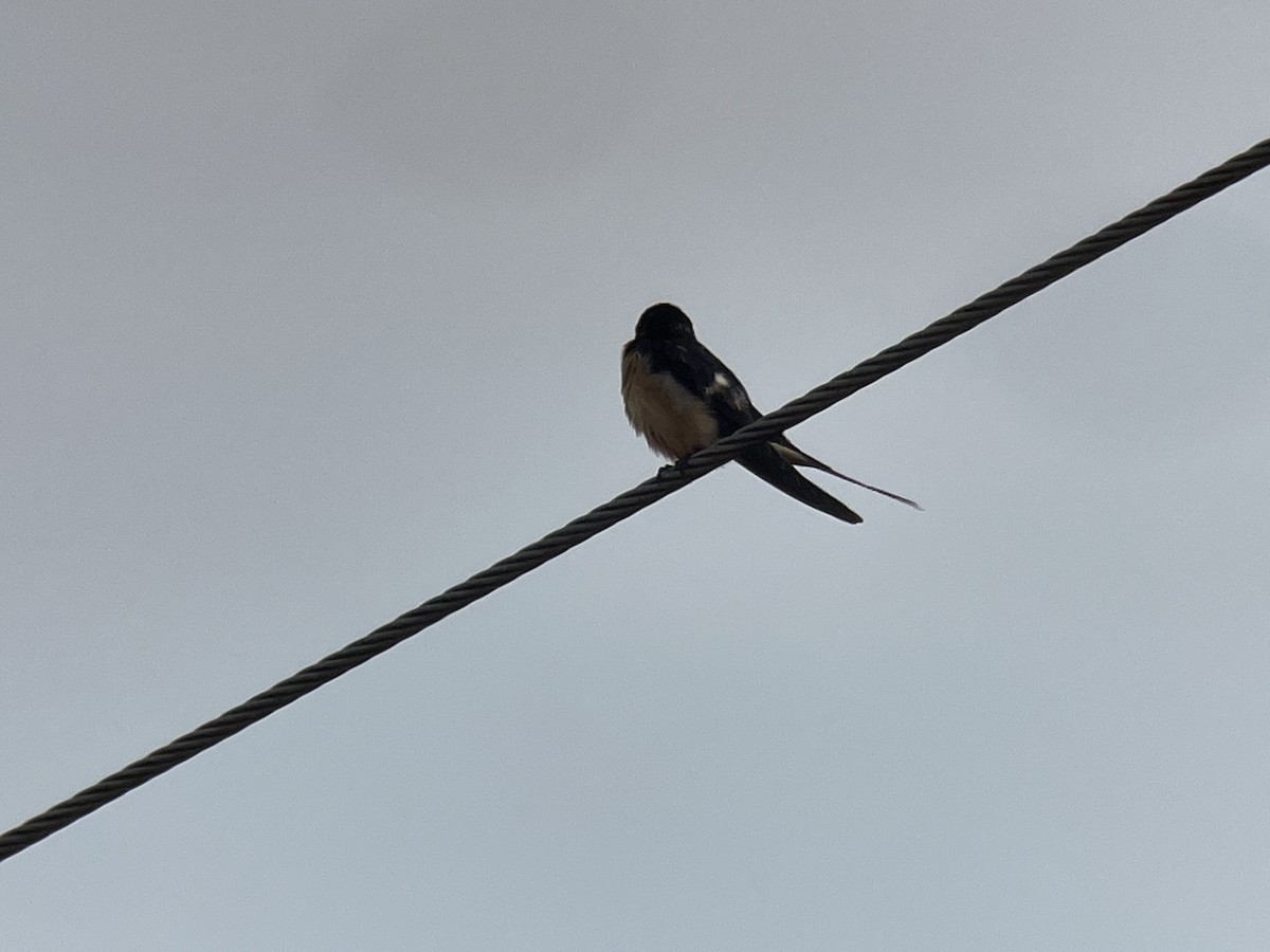 Barn Swallow - ML614895012