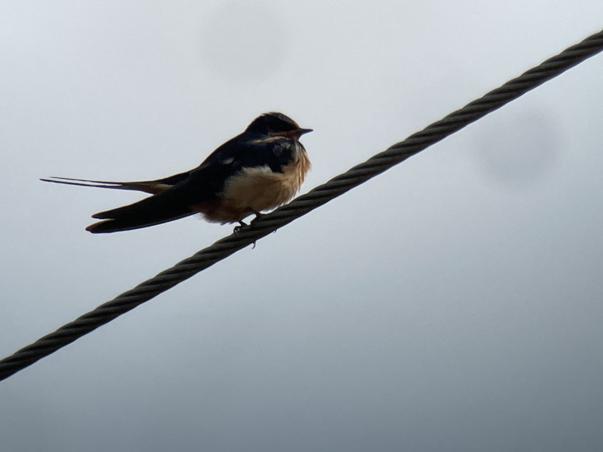 Barn Swallow - ML614895013