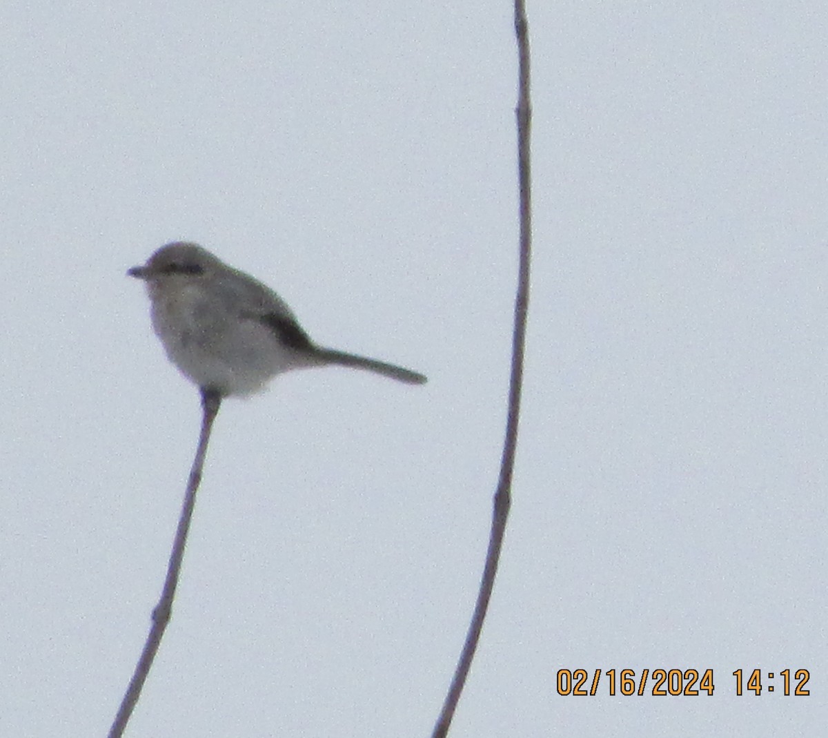 Northern Shrike - ML614895045