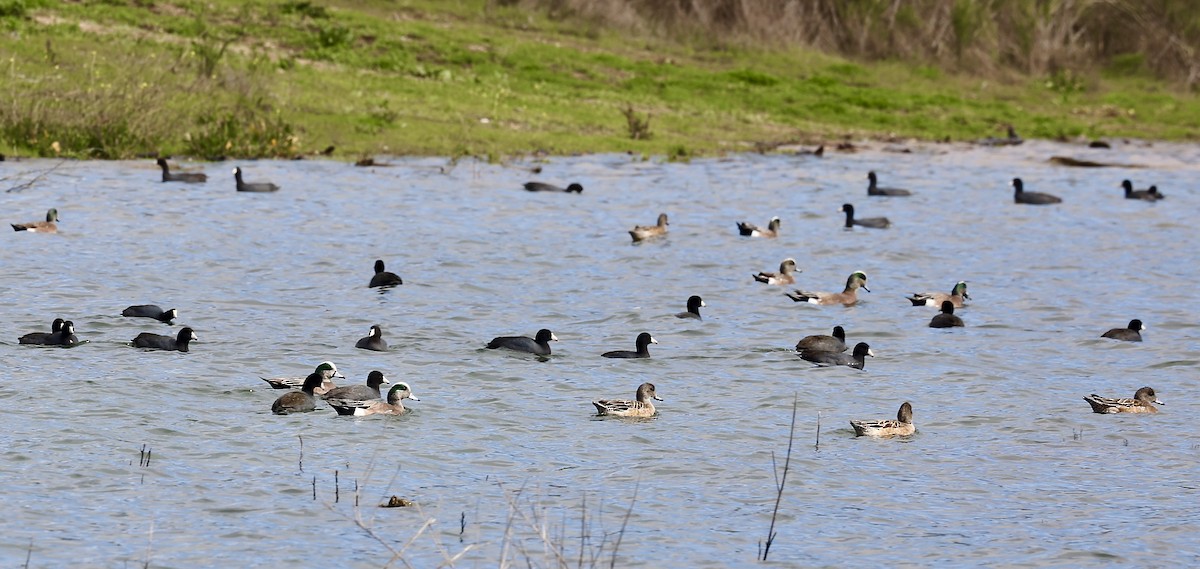 American Wigeon - ML614895085