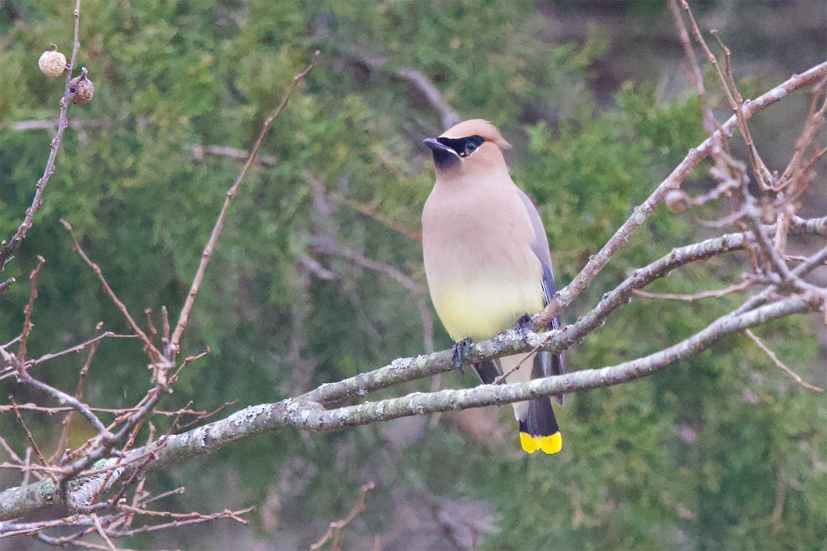 Cedar Waxwing - ML614895086