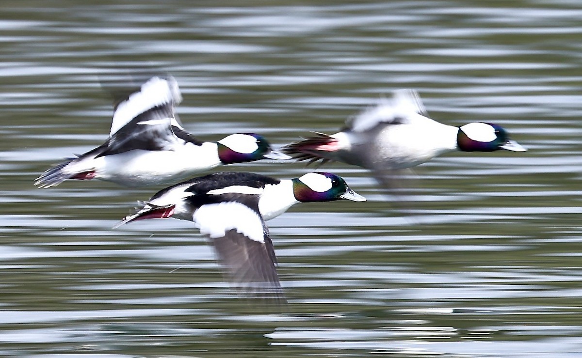 Bufflehead - ML614895091