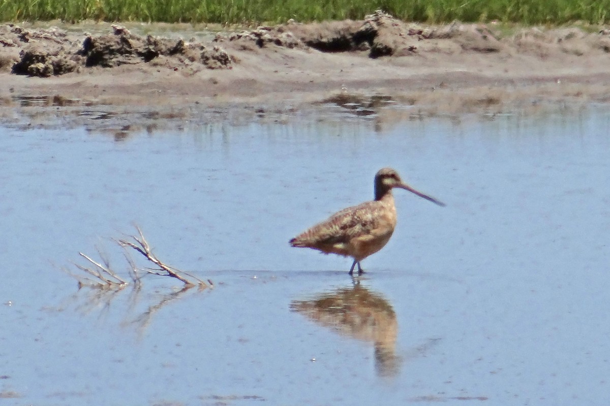 Marbled Godwit - ML61489511