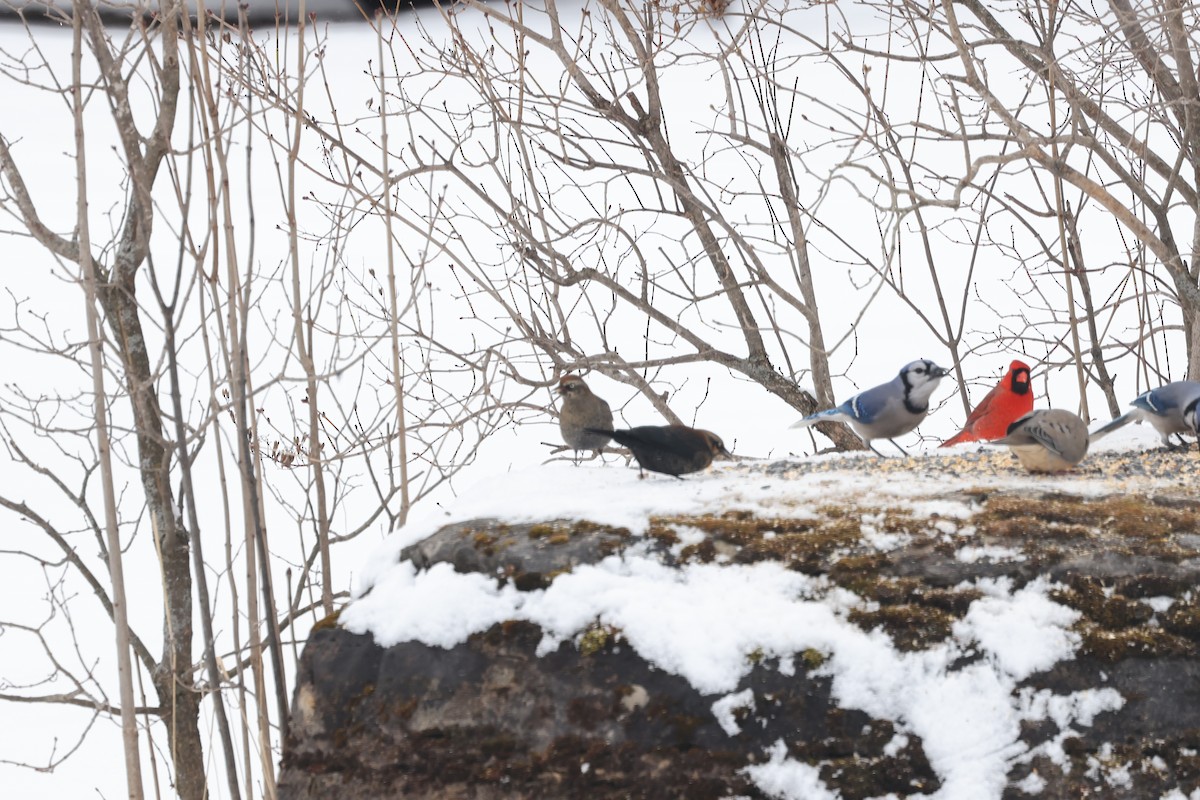 Rusty Blackbird - ML614895128