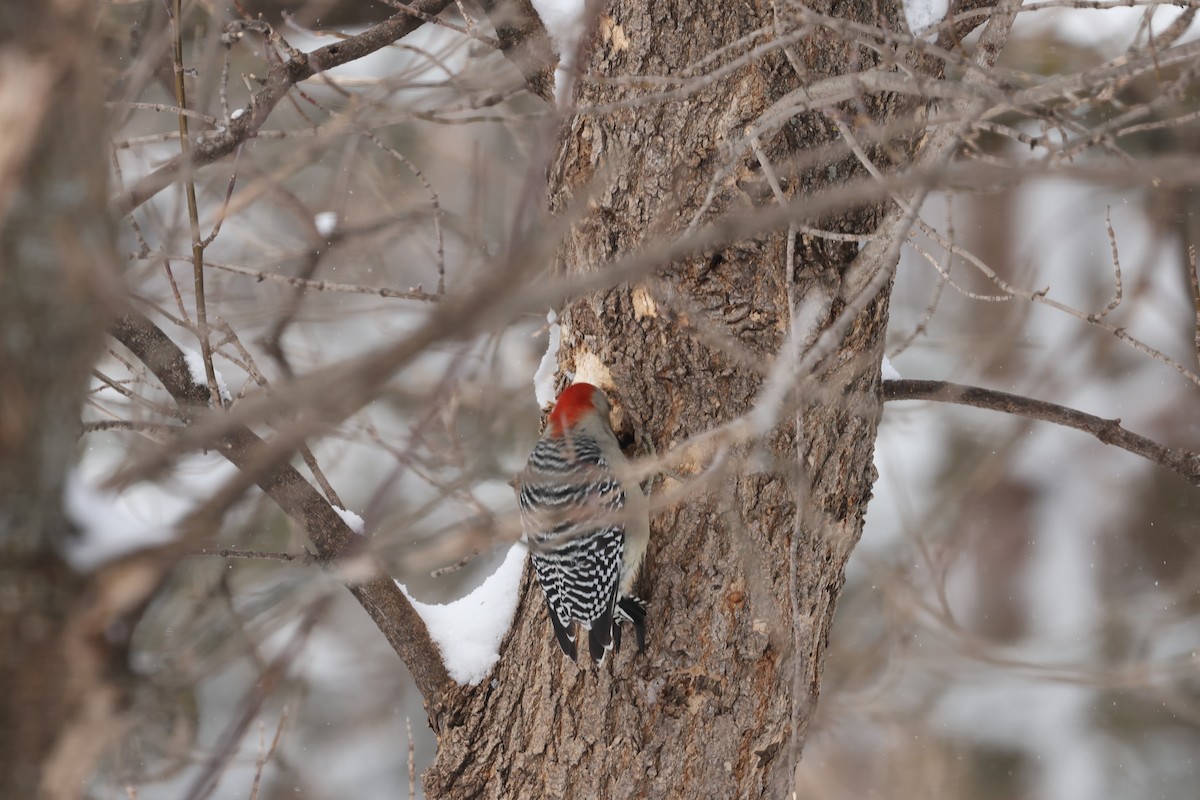 Red-bellied Woodpecker - Marie Provost