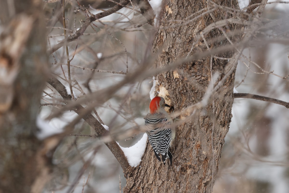 Red-bellied Woodpecker - Marie Provost