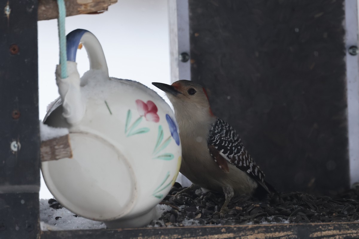 Red-bellied Woodpecker - ML614895162