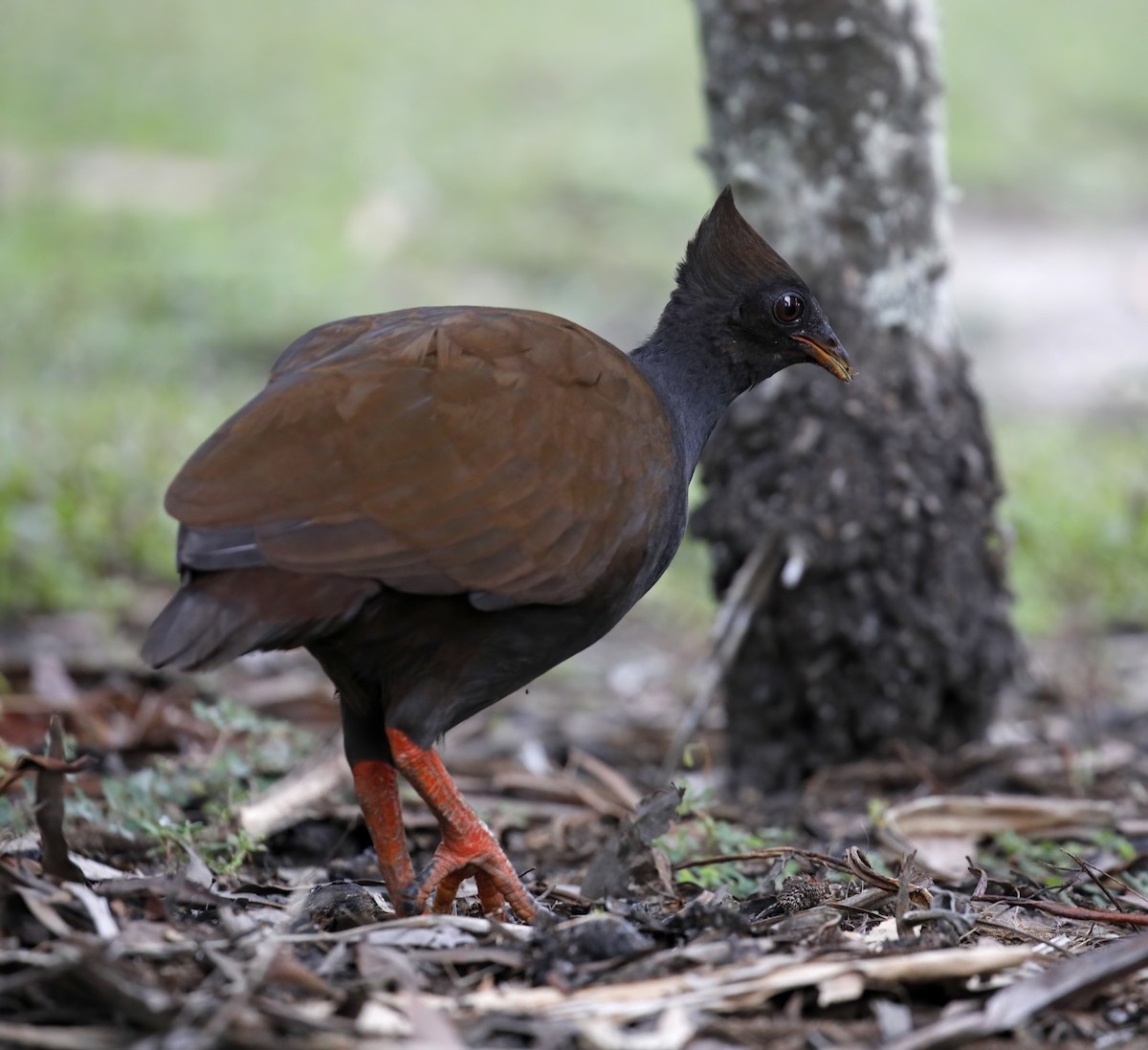 Rotbein-Großfußhuhn - ML614895187