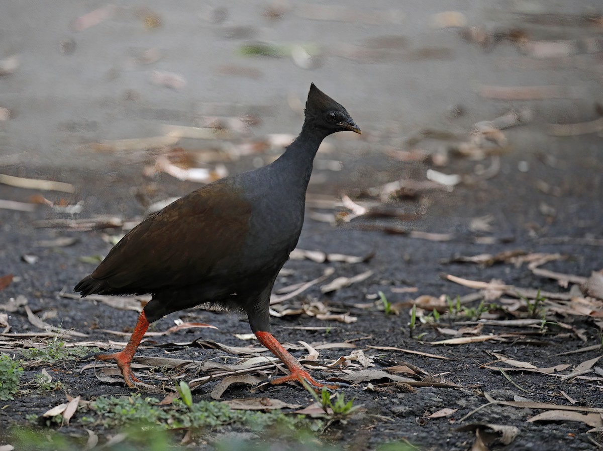 Orange-footed Megapode - Laura Keene