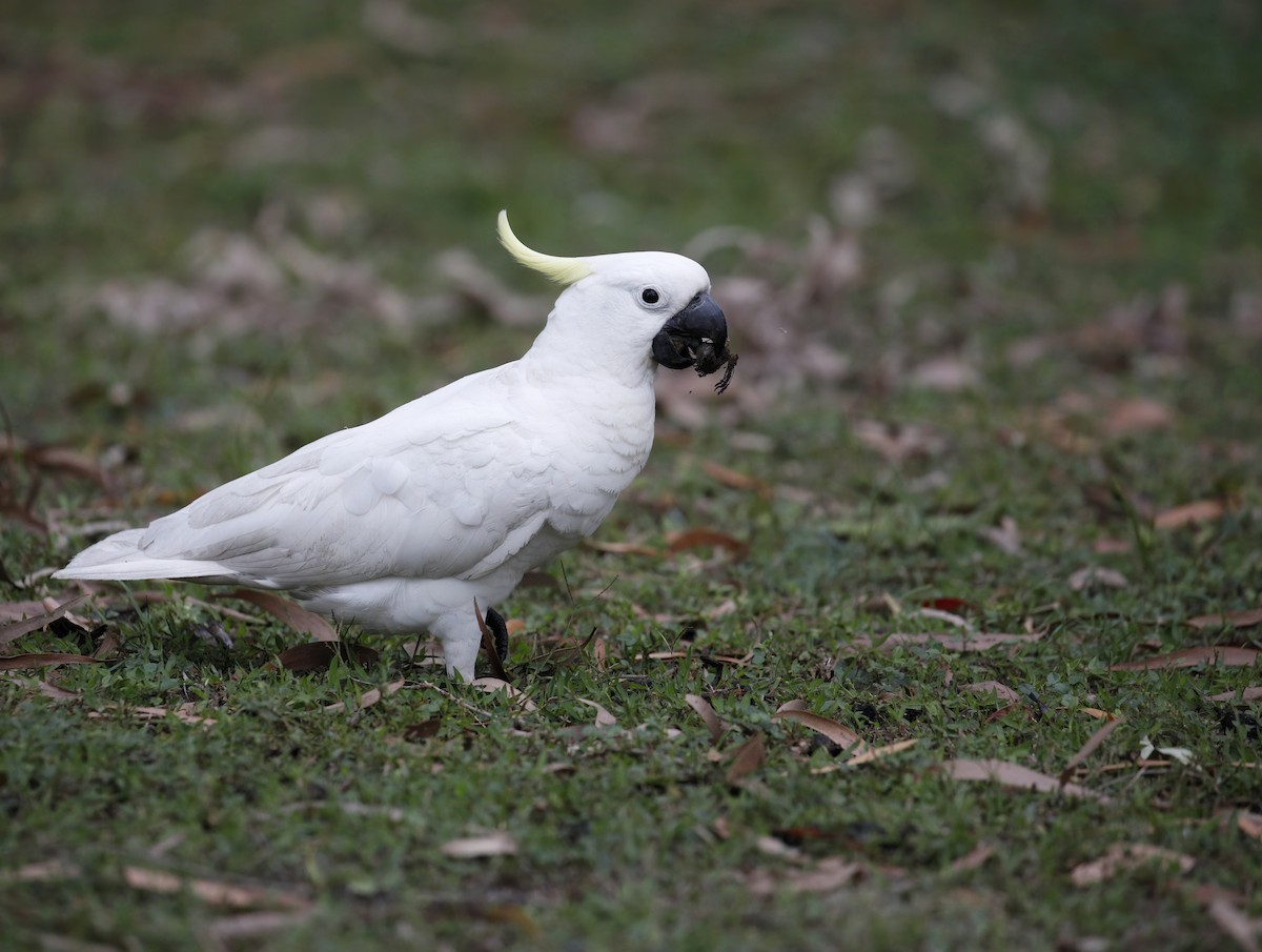 Cacatúa Galerita - ML614895206