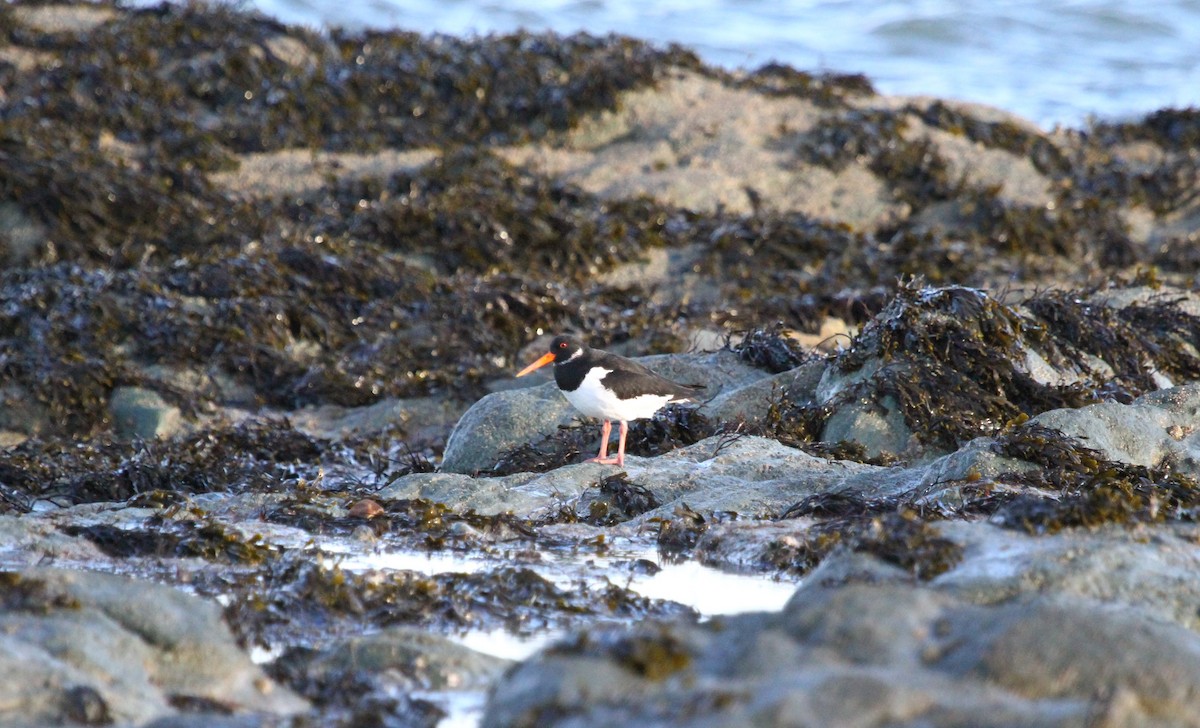 Eurasian Oystercatcher - ML614895320