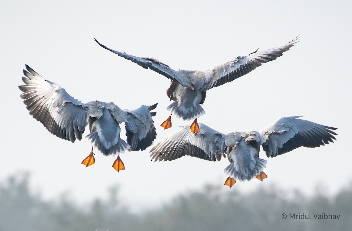 Bar-headed Goose - ML614895345